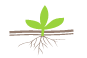 pictogramme fleur dans la terre avec racines visibles